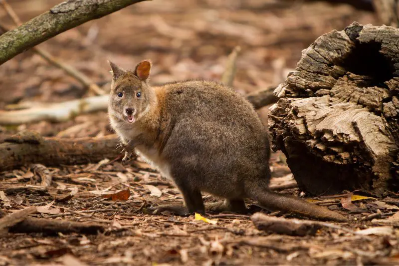 A pademelon on the forest floor in Australia