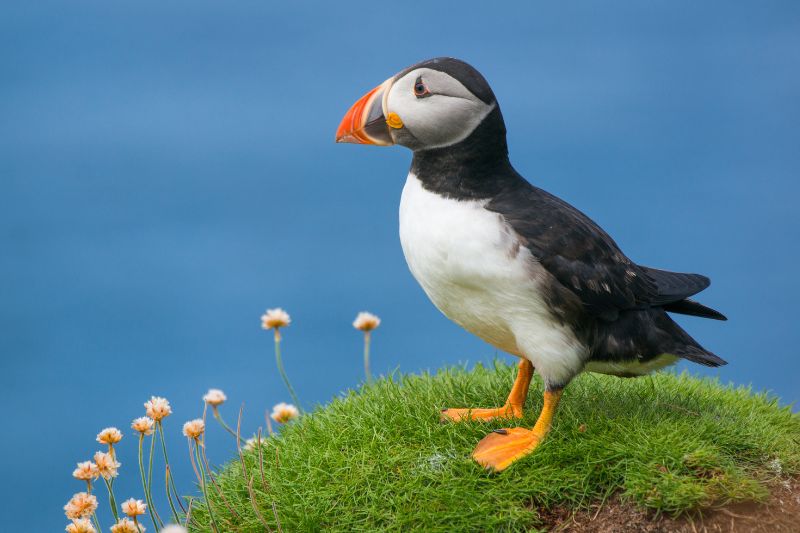 A close-up view of a puffin standing on a grassy verge in the UK