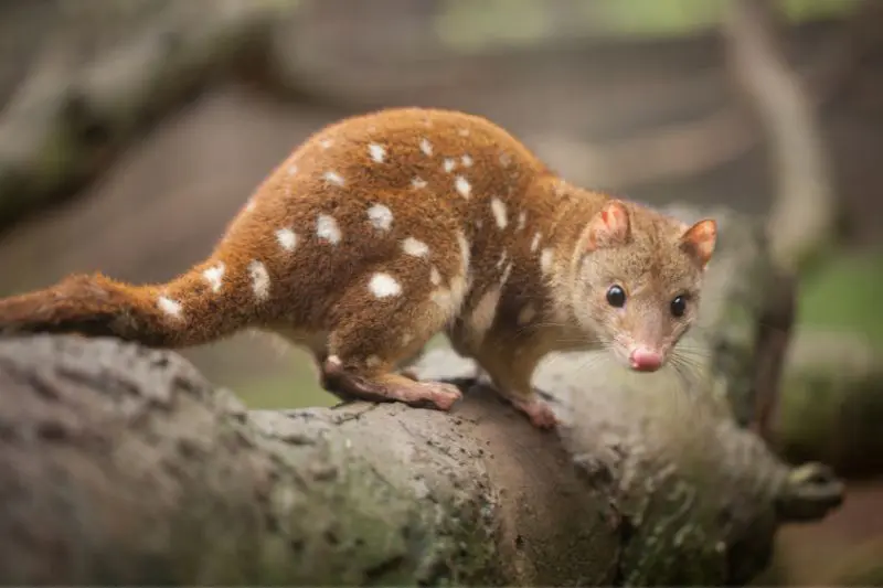 A quoll on a branch in Australia