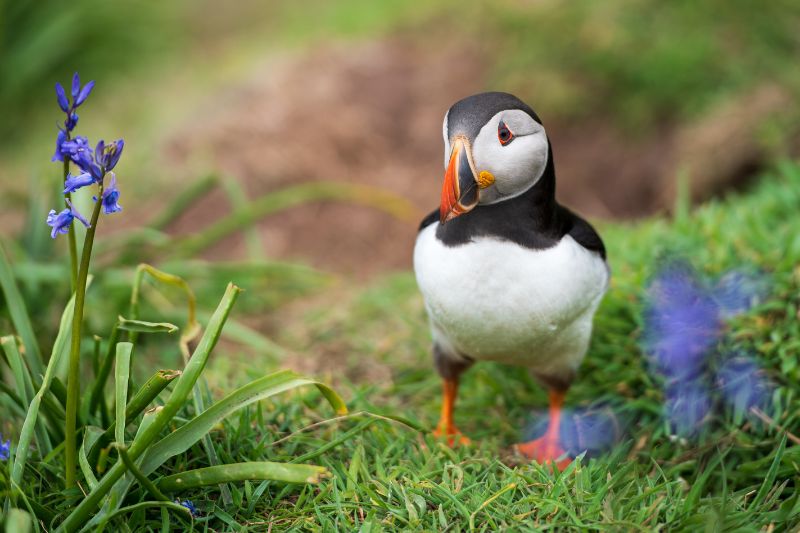Puffin in the grass on Skomer