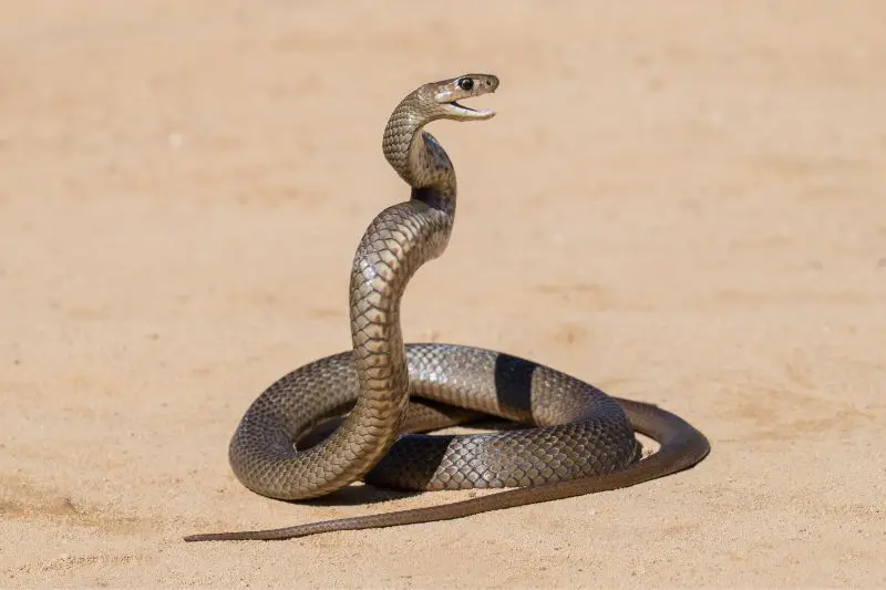 Brown snake in Australia