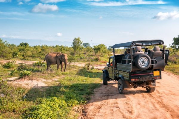 Safari jeep in Sri Lanka observing an Asian elephant