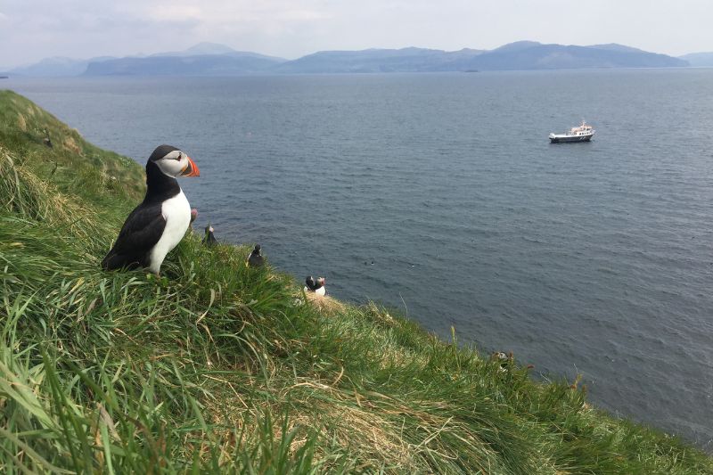 Four puffins overlooking the cliff edge on Staffa Island, UK