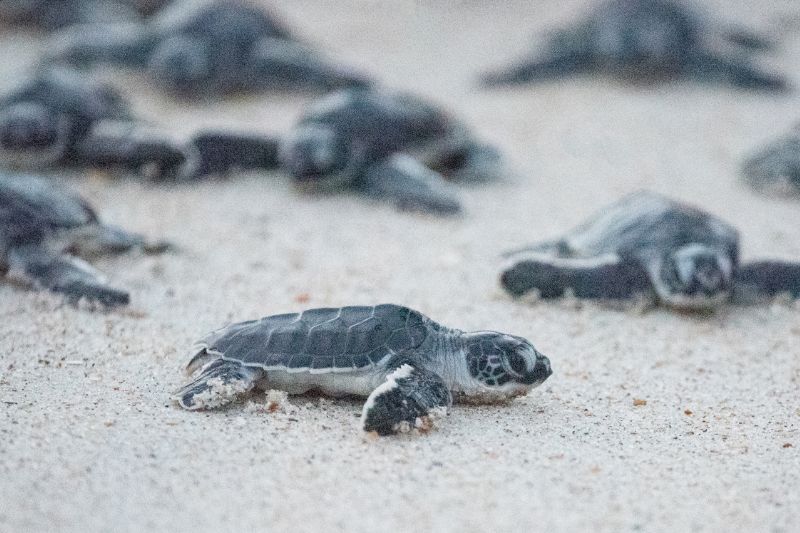 Tortuguero sea turtle babies on the sand