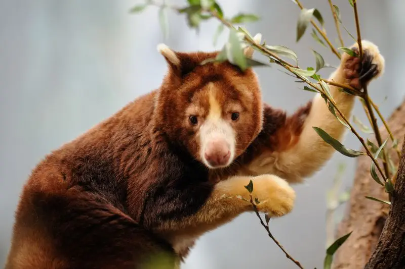 Tree kangaroo in a eucalyptus tree in Australia