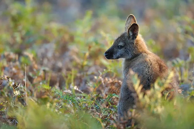 A wallaby in Australia