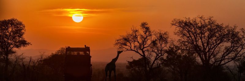 A giraffe in silhouette in front of an orange sunset on safari