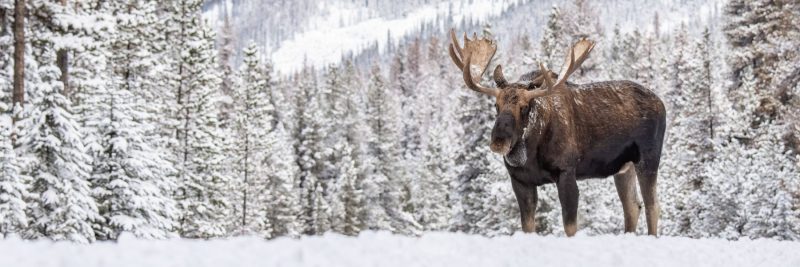 A moose in the snow in Canada