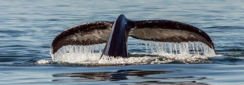 Humpback whale tail in the waters around Vancouver