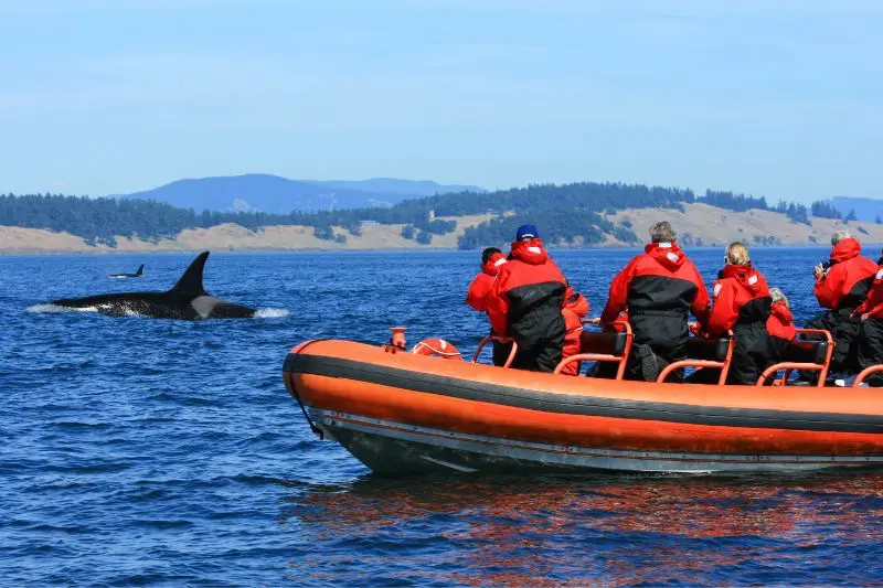 Group of whale-watchers on a zodiac boat with whales in the background