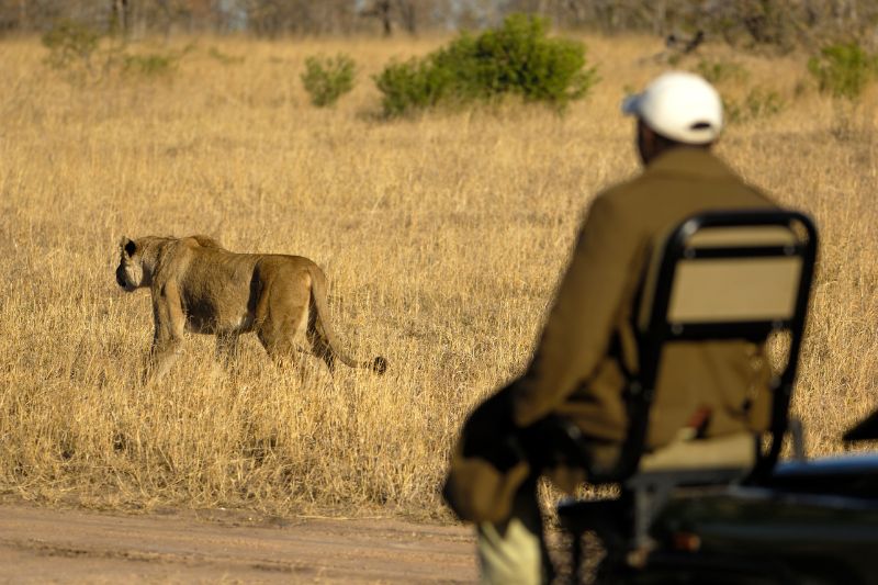 Safari tracker observing a lionness